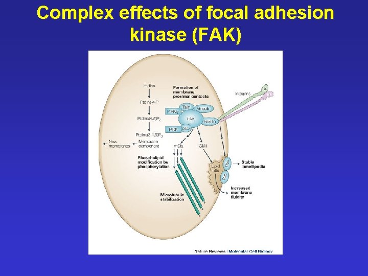 Complex effects of focal adhesion kinase (FAK) 