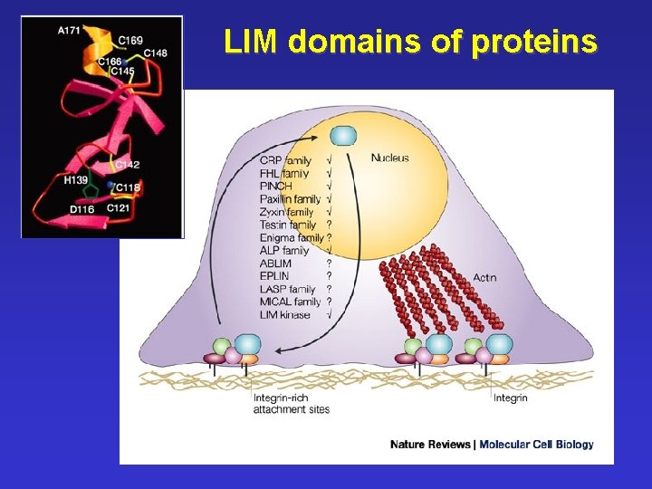 LIM domains of proteins 