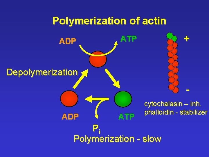 Polymerization of actin ADP + ATP Depolymerization ADP ATP cytochalasin – inh. phalloidin -