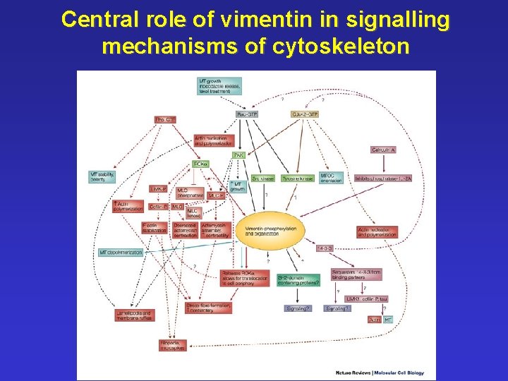 Central role of vimentin in signalling mechanisms of cytoskeleton 