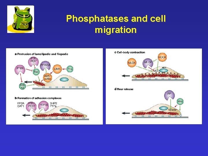 Phosphatases and cell migration 