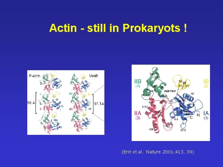 Actin - still in Prokaryots ! ((Ent et al. Nature 2001, 413, 39) 