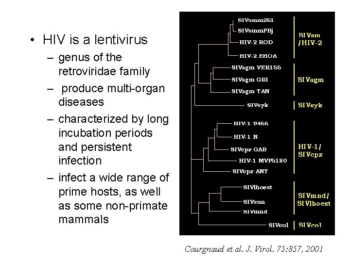  • HIV is a lentivirus – genus of the retroviridae family – produce