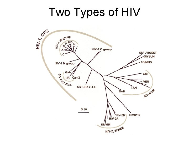 Two Types of HIV 
