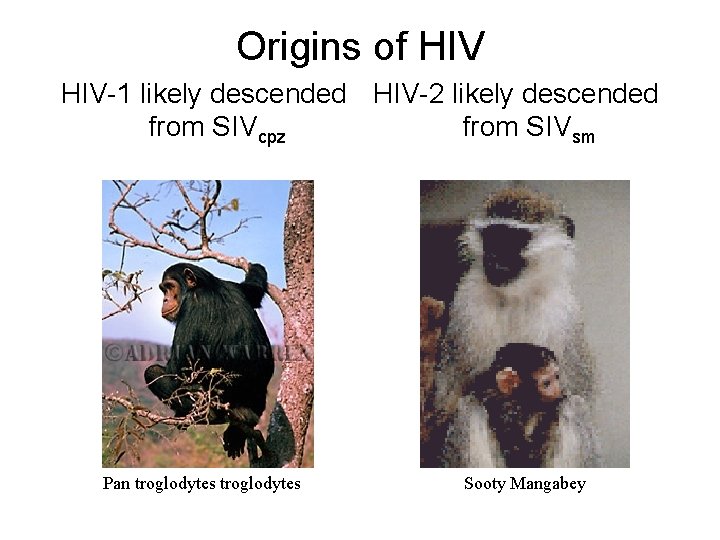 Origins of HIV-1 likely descended HIV-2 likely descended from SIVcpz from SIVsm Pan troglodytes
