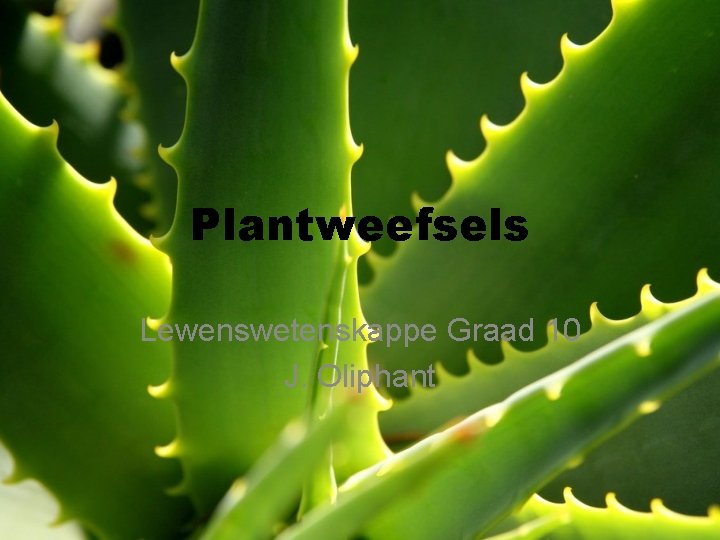 Plantweefsels Lewenswetenskappe Graad 10 J. Oliphant 