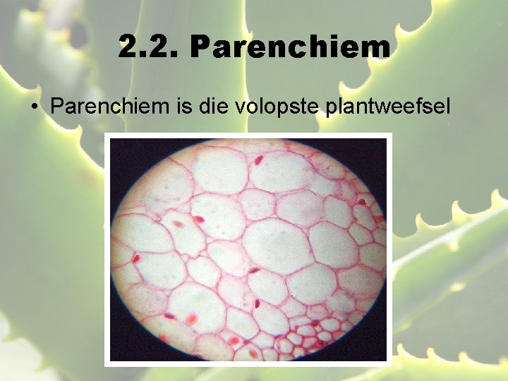 2. 2. Parenchiem • Parenchiem is die volopste plantweefsel 