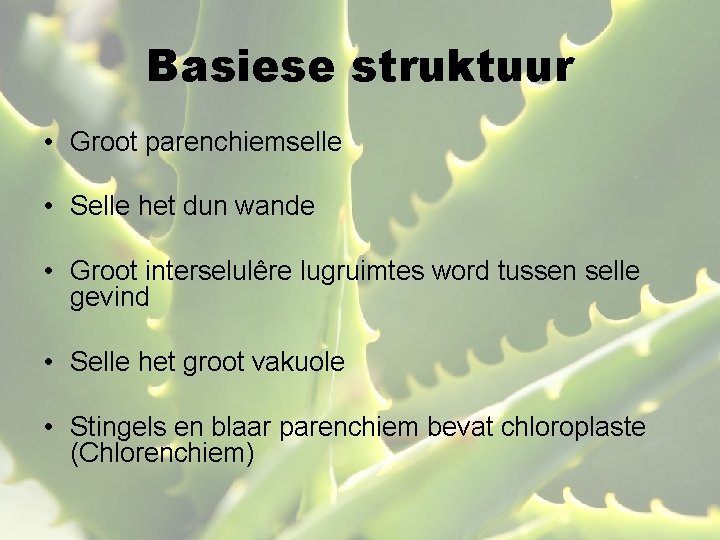 Basiese struktuur • Groot parenchiemselle • Selle het dun wande • Groot interselulêre lugruimtes