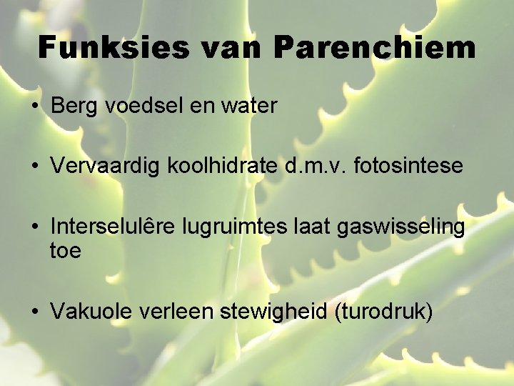 Funksies van Parenchiem • Berg voedsel en water • Vervaardig koolhidrate d. m. v.