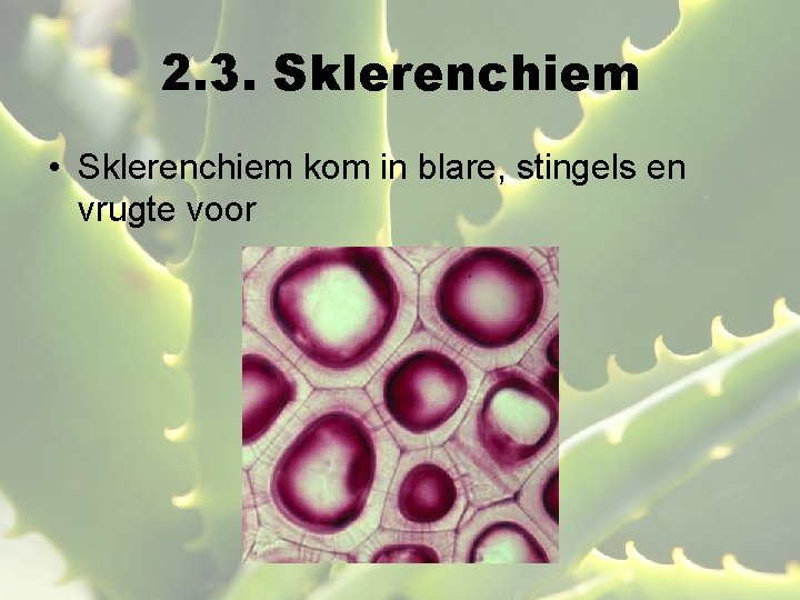 2. 3. Sklerenchiem • Sklerenchiem kom in blare, stingels en vrugte voor 