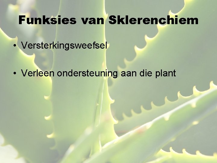 Funksies van Sklerenchiem • Versterkingsweefsel • Verleen ondersteuning aan die plant 