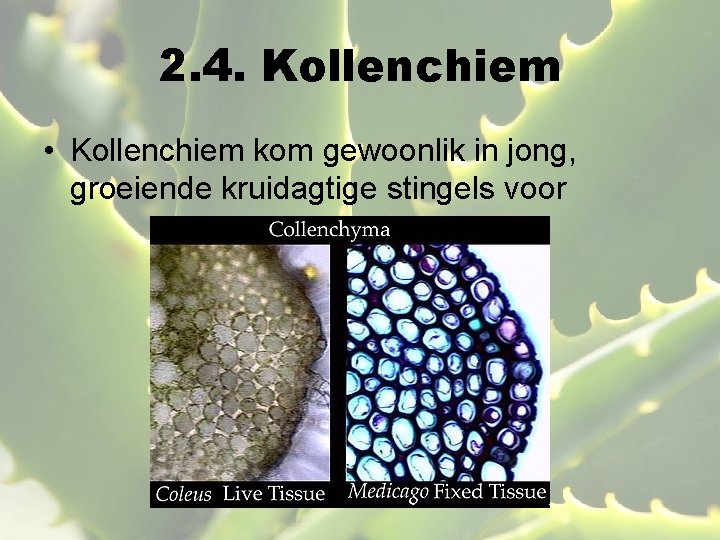 2. 4. Kollenchiem • Kollenchiem kom gewoonlik in jong, groeiende kruidagtige stingels voor 