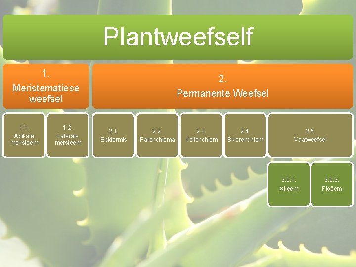 Plantweefself 1. Meristematiese weefsel 1. 1. Apikale meristeem 1. 2. Laterale mersteem 2. Permanente