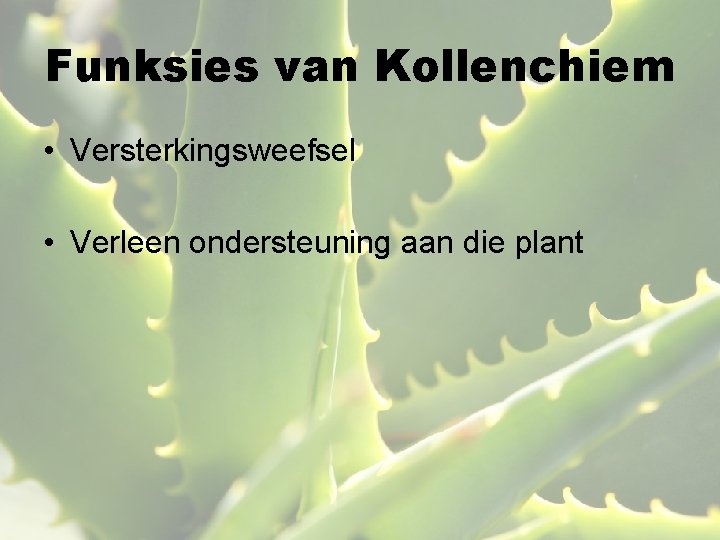 Funksies van Kollenchiem • Versterkingsweefsel • Verleen ondersteuning aan die plant 