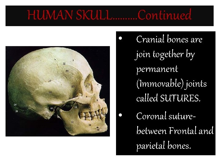 HUMAN SKULL………. Continued • • Cranial bones are join together by permanent (Immovable) joints