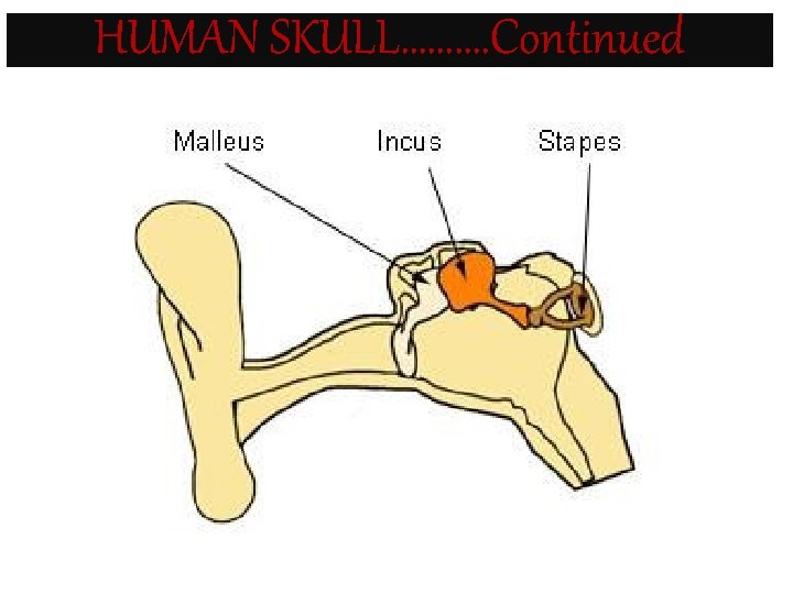 HUMAN SKULL………. Continued 