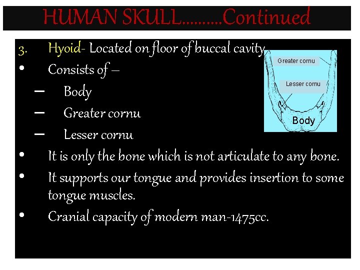 HUMAN SKULL………. Continued 3. • Hyoid- Located on floor of buccal cavity. Consists of