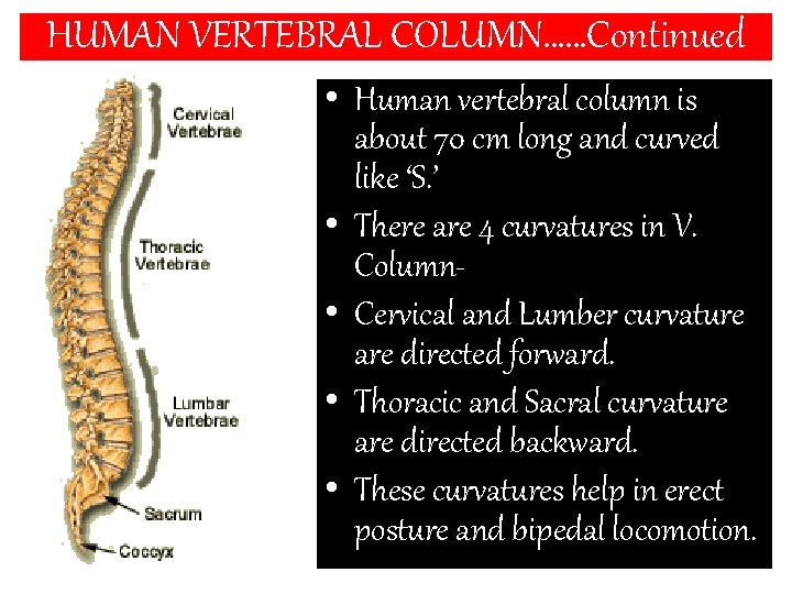 HUMAN VERTEBRAL COLUMN……Continued • Human vertebral column is about 70 cm long and curved