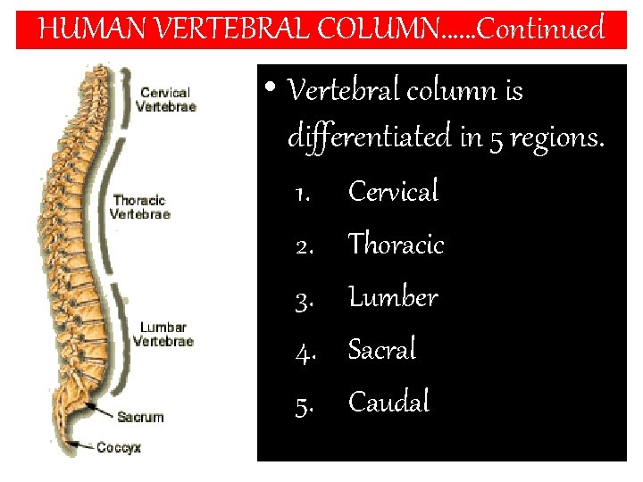 HUMAN VERTEBRAL COLUMN……Continued • Vertebral column is differentiated in 5 regions. 1. 2. 3.