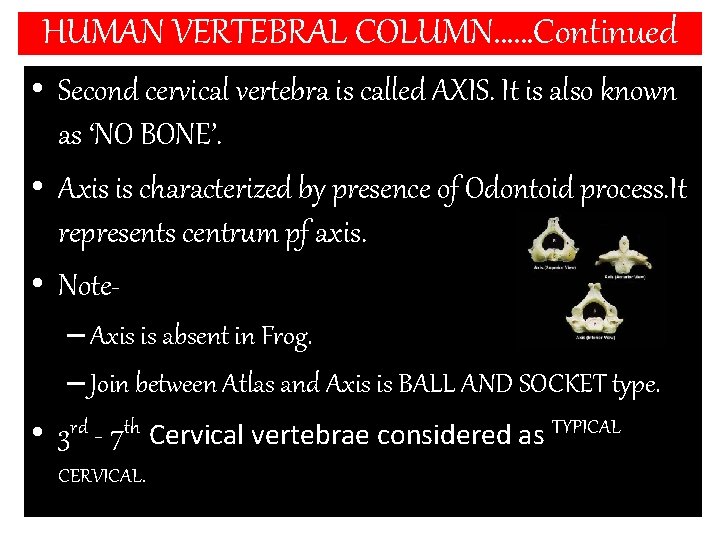 HUMAN VERTEBRAL COLUMN……Continued • Second cervical vertebra is called AXIS. It is also known