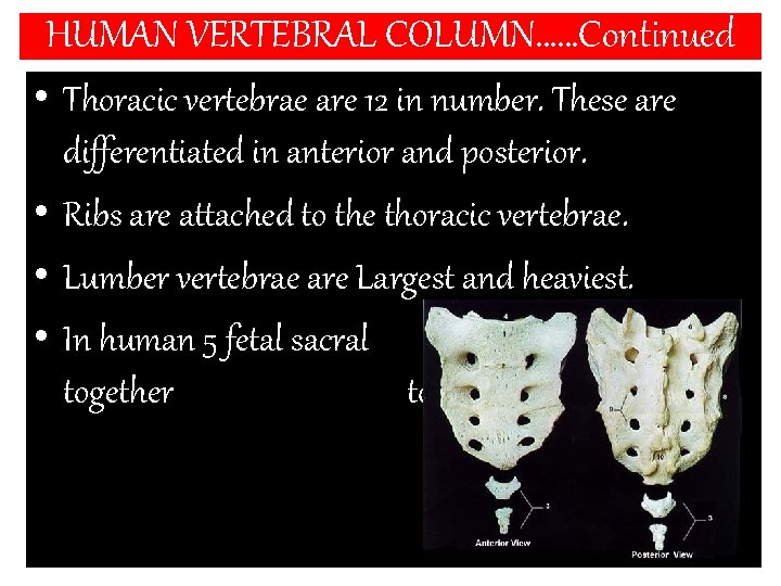 HUMAN VERTEBRAL COLUMN……Continued • Thoracic vertebrae are 12 in number. These are differentiated in