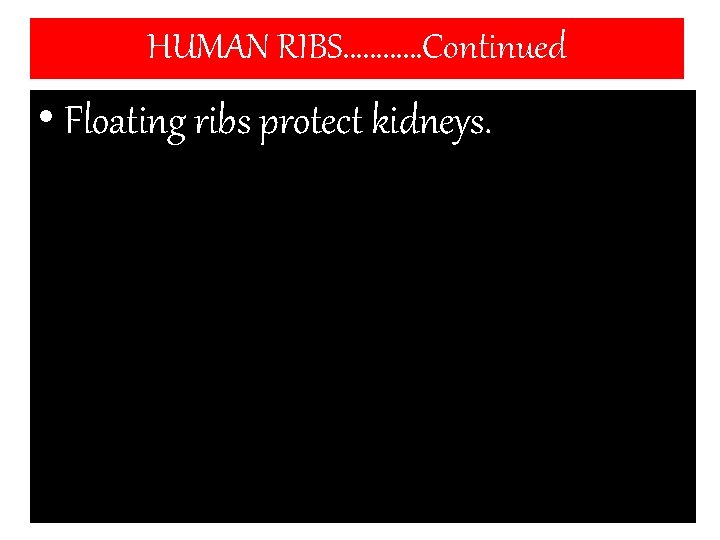 HUMAN RIBS…………Continued • Floating ribs protect kidneys. 