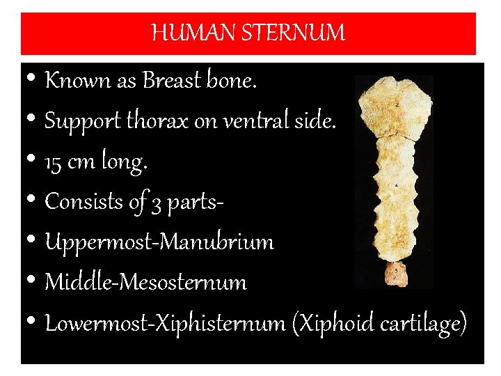 HUMAN STERNUM • Known as Breast bone. • Support thorax on ventral side. •