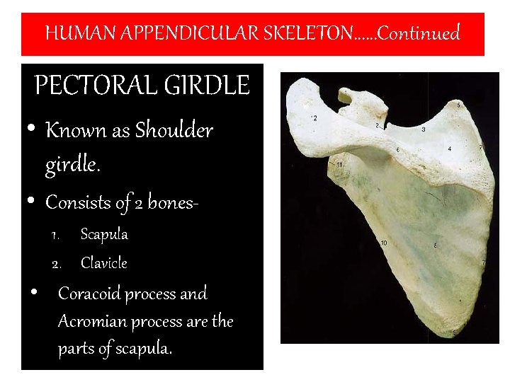 HUMAN APPENDICULAR SKELETON……Continued PECTORAL GIRDLE • Known as Shoulder girdle. • Consists of 2