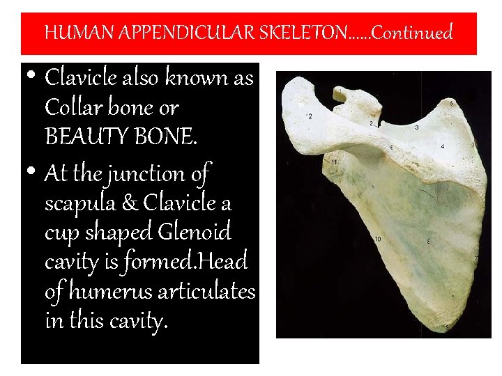 HUMAN APPENDICULAR SKELETON……Continued • Clavicle also known as Collar bone or BEAUTY BONE. •