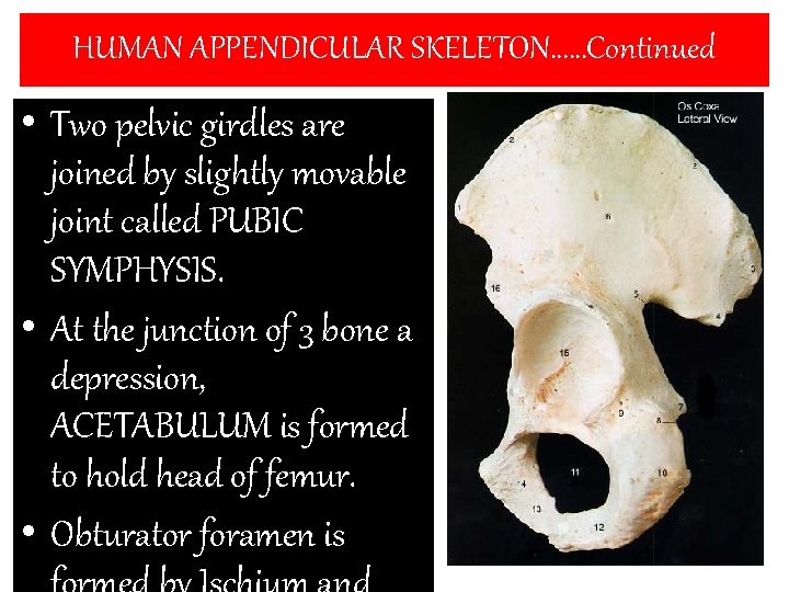 HUMAN APPENDICULAR SKELETON……Continued • Two pelvic girdles are joined by slightly movable joint called