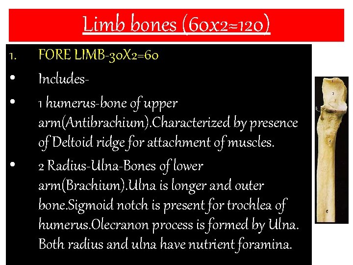 Limb bones (60 x 2=120) 1. • • • FORE LIMB-30 X 2=60 Includes