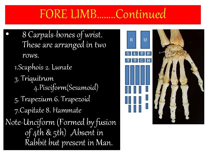 FORE LIMB……. . Continued • 8 Carpals-bones of wrist. These arranged in two rows.