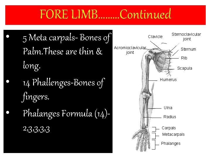 FORE LIMB………Continued • • • 5 Meta carpals- Bones of Palm. These are thin