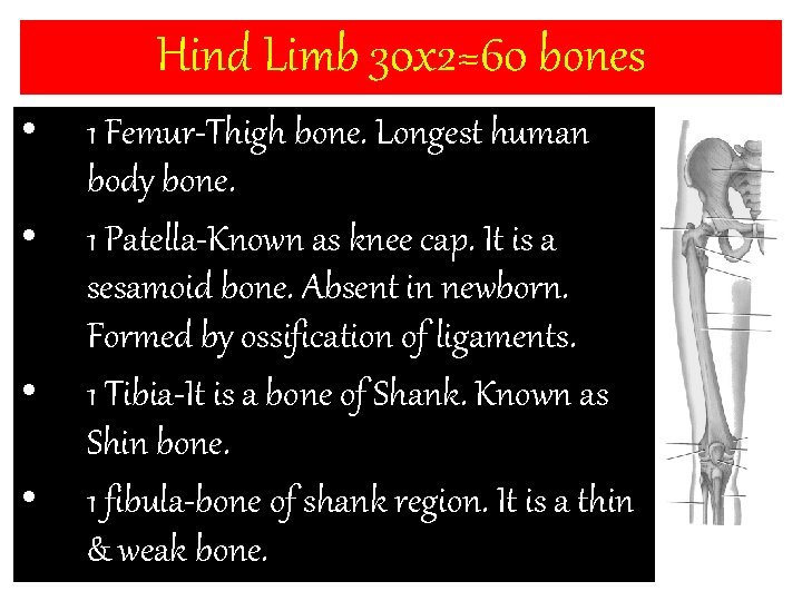 Hind Limb 30 x 2=60 bones • • 1 Femur-Thigh bone. Longest human body