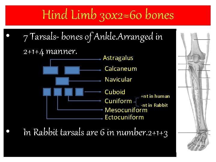 Hind Limb 30 x 2=60 bones • 7 Tarsals- bones of Ankle. Arranged in