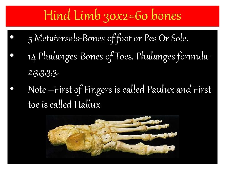 Hind Limb 30 x 2=60 bones • • • 5 Metatarsals-Bones of foot or