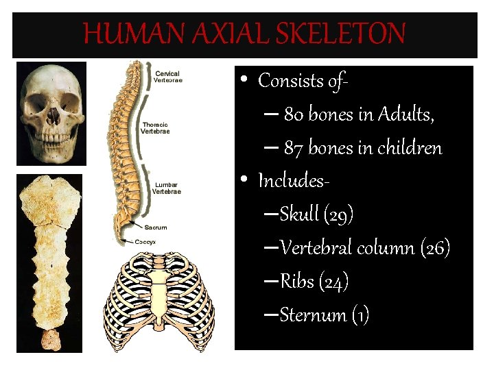 HUMAN AXIAL SKELETON • Consists of– 80 bones in Adults, – 87 bones in