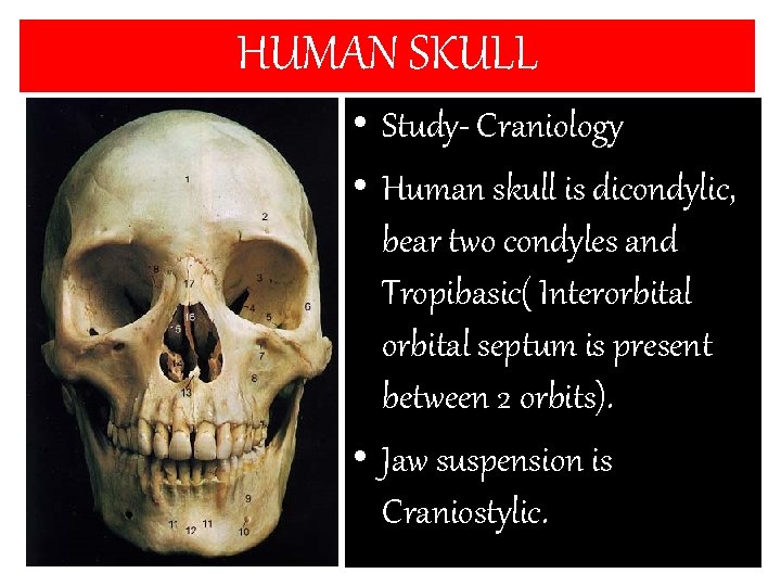 HUMAN SKULL • Study- Craniology • Human skull is dicondylic, bear two condyles and