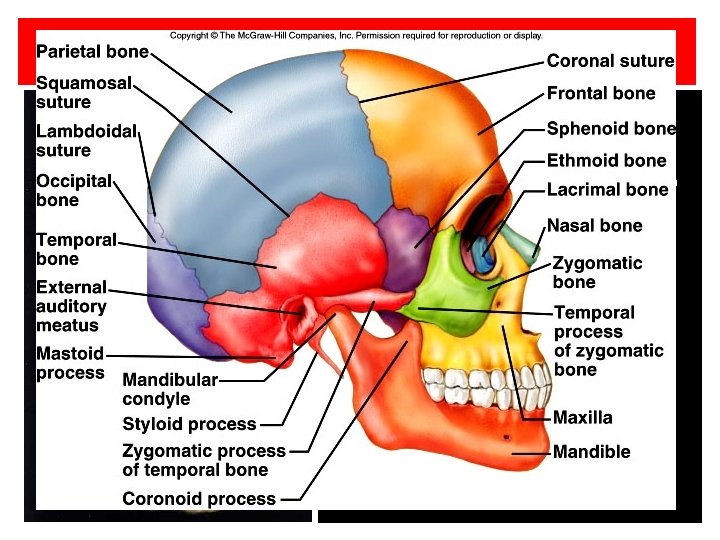 HUMAN SKULL • Study- Craniology • Human skull is dicondylic, bear two condyles and