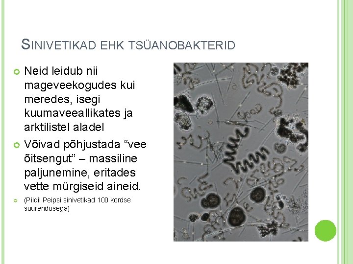 SINIVETIKAD EHK TSÜANOBAKTERID Neid leidub nii mageveekogudes kui meredes, isegi kuumaveeallikates ja arktilistel aladel