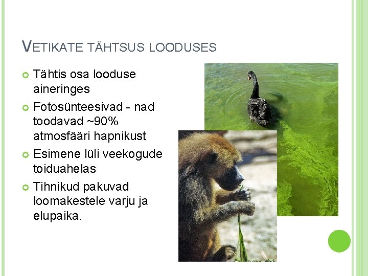 VETIKATE TÄHTSUS LOODUSES Tähtis osa looduse aineringes Fotosünteesivad - nad toodavad ~90% atmosfääri hapnikust