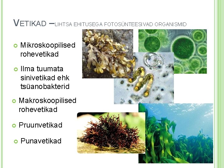 VETIKAD – LIHTSA EHITUSEGA FOTOSÜNTEESIVAD ORGANISMID Mikroskoopilised rohevetikad Ilma tuumata sinivetikad ehk tsüanobakterid Makroskoopilised