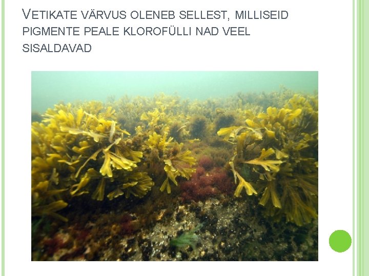 VETIKATE VÄRVUS OLENEB SELLEST, MILLISEID PIGMENTE PEALE KLOROFÜLLI NAD VEEL SISALDAVAD 