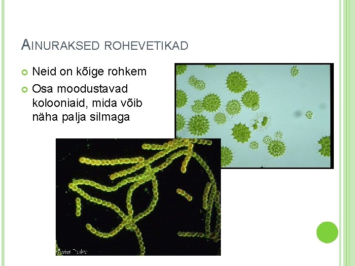 AINURAKSED ROHEVETIKAD Neid on kõige rohkem Osa moodustavad kolooniaid, mida võib näha palja silmaga