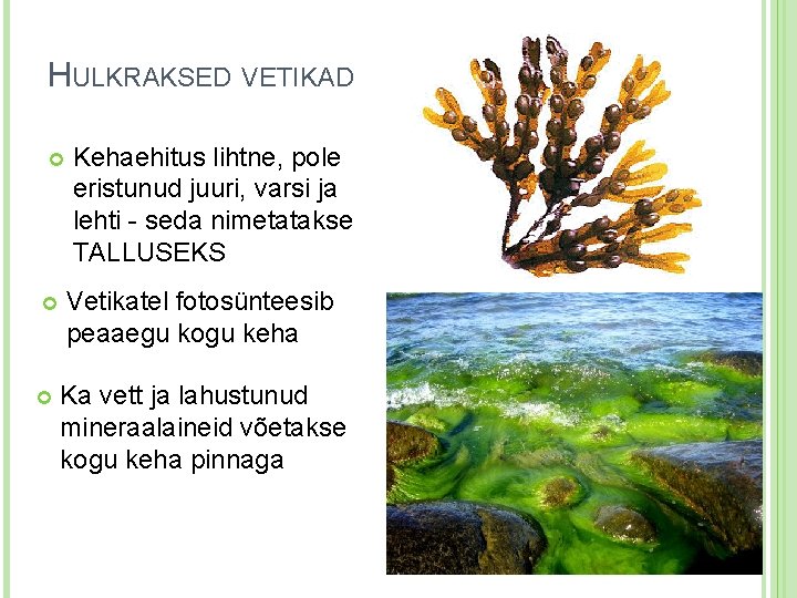 HULKRAKSED VETIKAD Kehaehitus lihtne, pole eristunud juuri, varsi ja lehti - seda nimetatakse TALLUSEKS