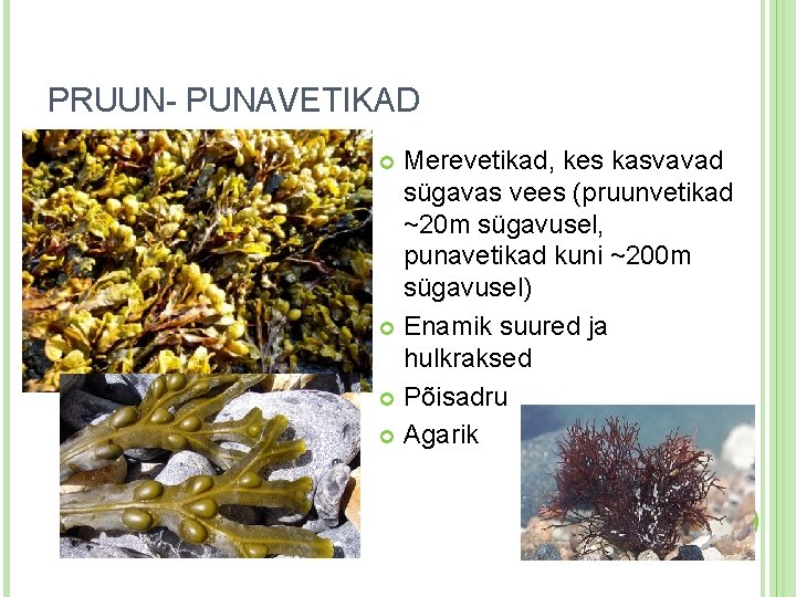 PRUUN- PUNAVETIKAD Merevetikad, kes kasvavad sügavas vees (pruunvetikad ~20 m sügavusel, punavetikad kuni ~200