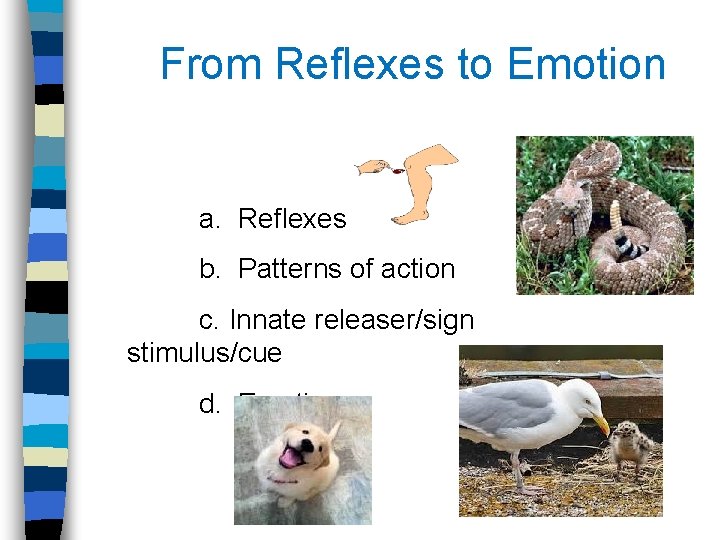 From Reflexes to Emotion a. Reflexes b. Patterns of action c. Innate releaser/sign stimulus/cue From Reflexes to Emotion a. Reflexes b. Patterns of action c. Innate releaser/sign stimulus/cue