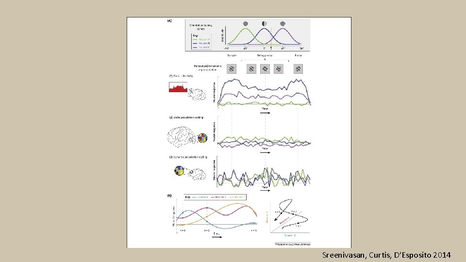 Sreenivasan, Curtis, D’Esposito 2014 