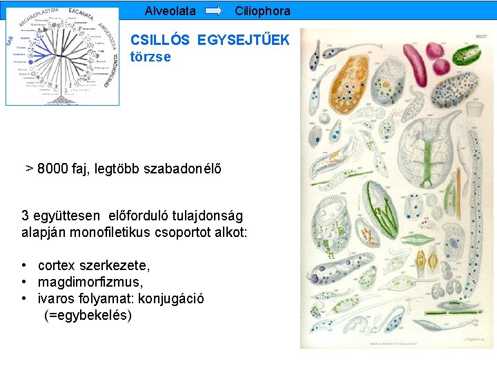 Alveolata Ciliophora CSILLÓS EGYSEJTŰEK törzse > 8000 faj, legtöbb szabadonélő 3 együttesen előforduló tulajdonság
