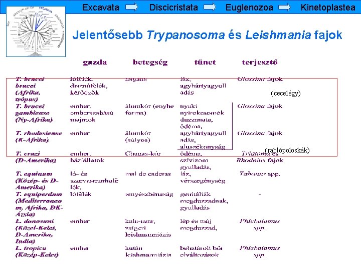 trypanosoma leishmania paraziták